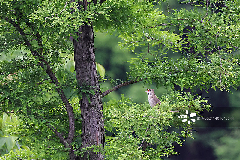 高歌-树林中的大苇莺图片素材