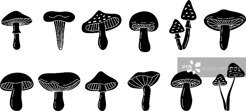 有毒和可食用蘑菇素描图片素材