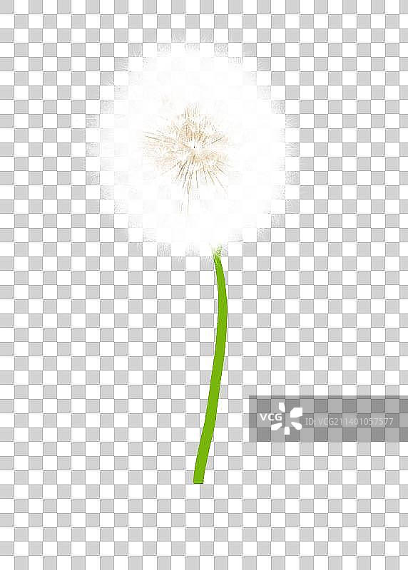 白色毛茸茸蒲公英元素图片素材