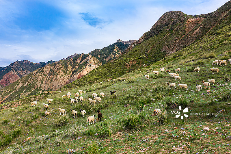 张掖肃南醉马草滩羊群图片素材