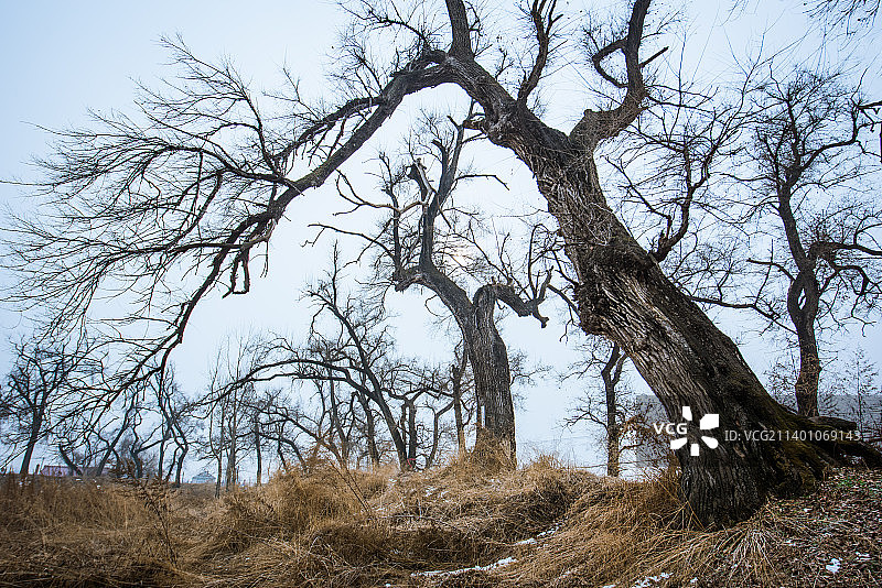 吉林乌拉古城古树图片素材
