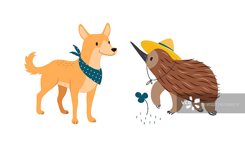 戴黄色帽子和围着围巾的澳洲野狗图片素材