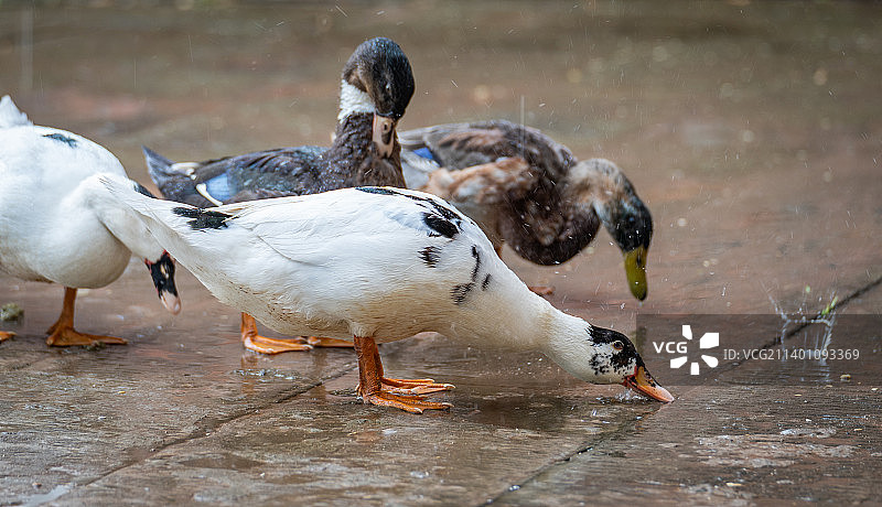 鸭子戏水图片素材