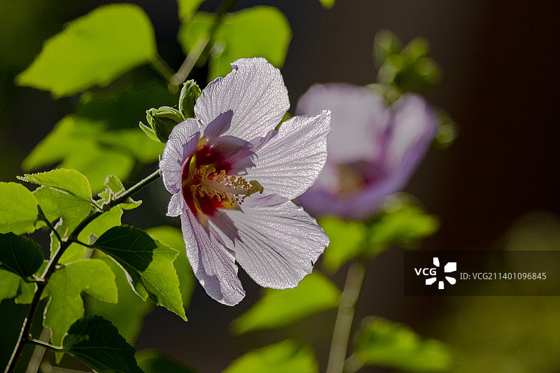 木槿花图片素材