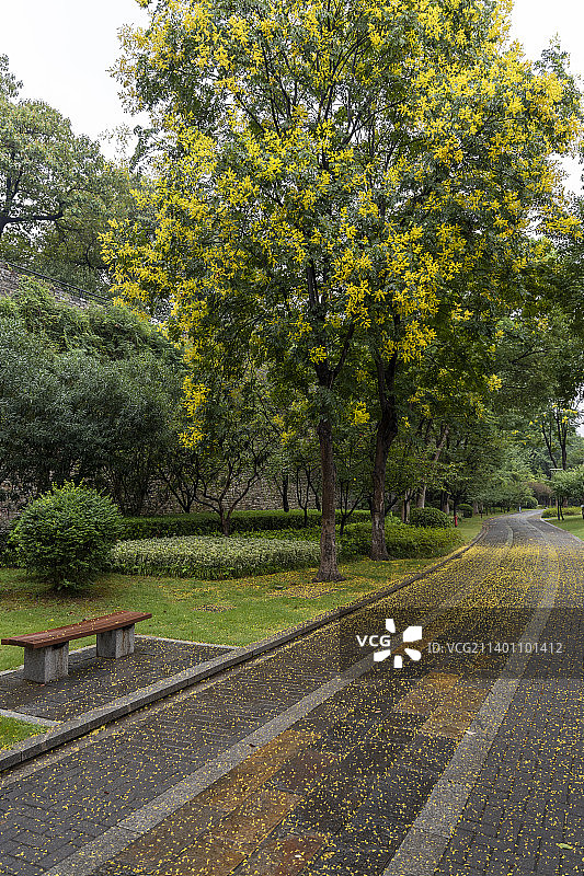 南京小桃园栾树花开图片素材
