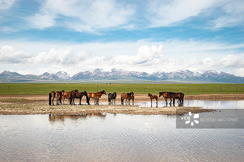 湖边的马图片素材