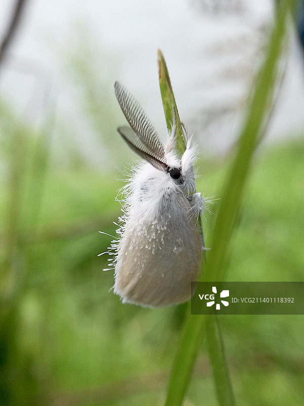 植物上的白蛾特写镜头图片素材