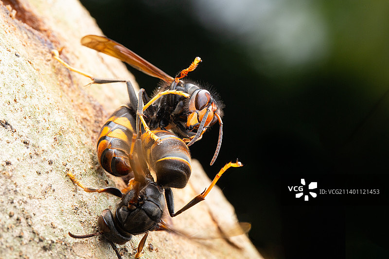 打屁股图片素材