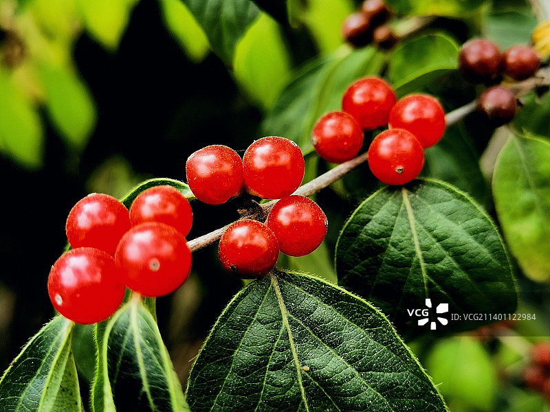 树上生长的红浆果特写镜头图片素材