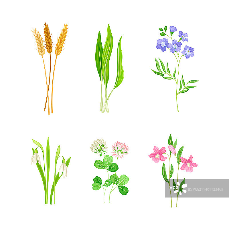 野生花卉或草本开花植物图片素材