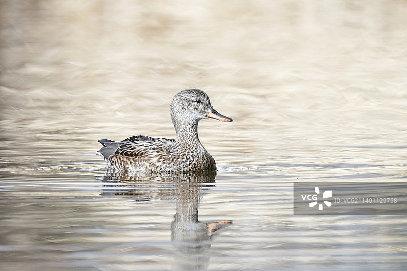赤膀鸭图片素材