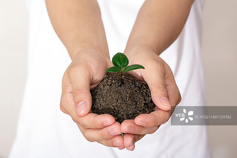 手捧土壤绿芽图片素材