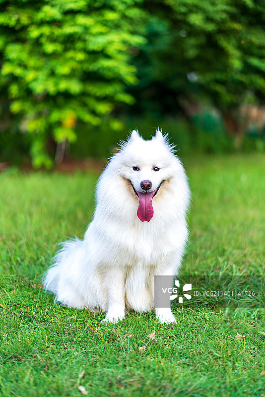 萨摩耶，萌宠，狗，草地图片素材