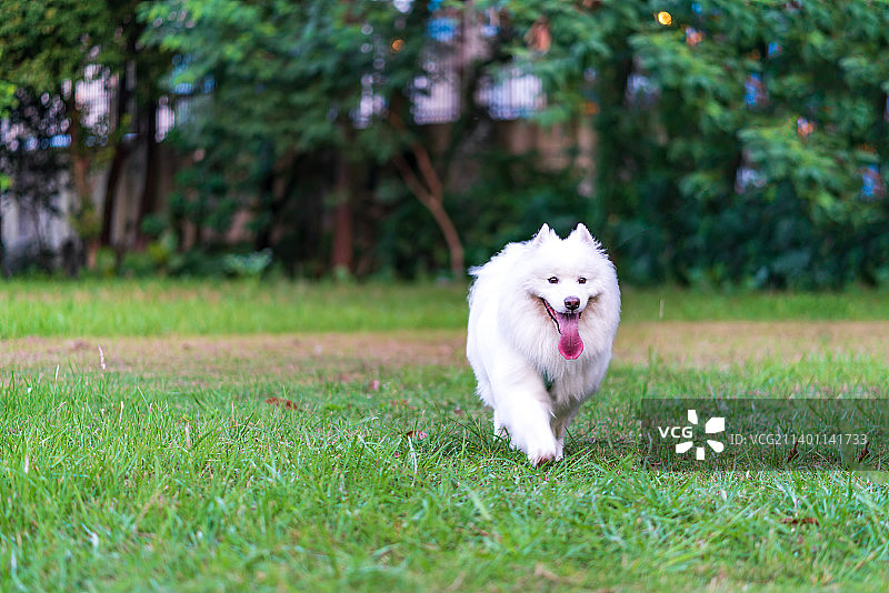 萨摩耶，萌宠，狗，草地图片素材