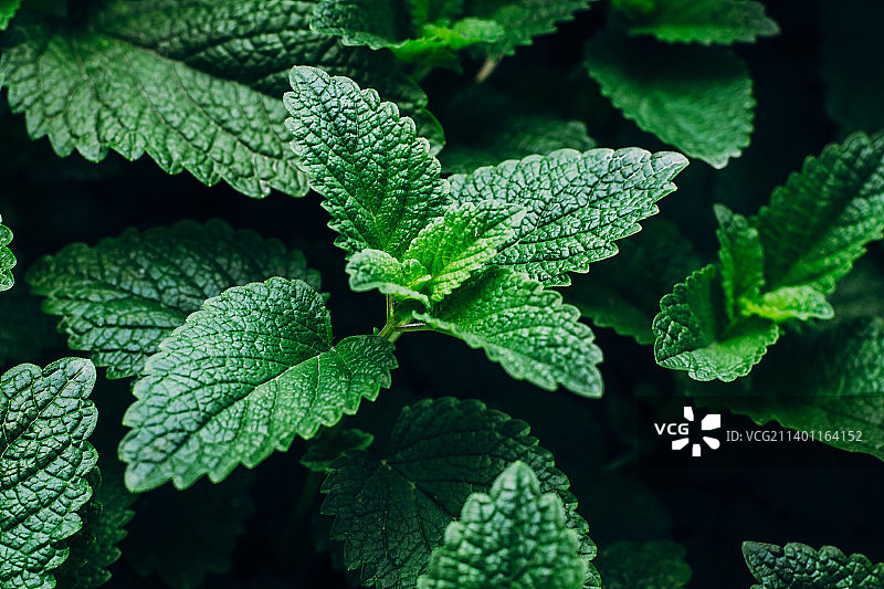 绿色薄荷植物生长背景图案图片素材