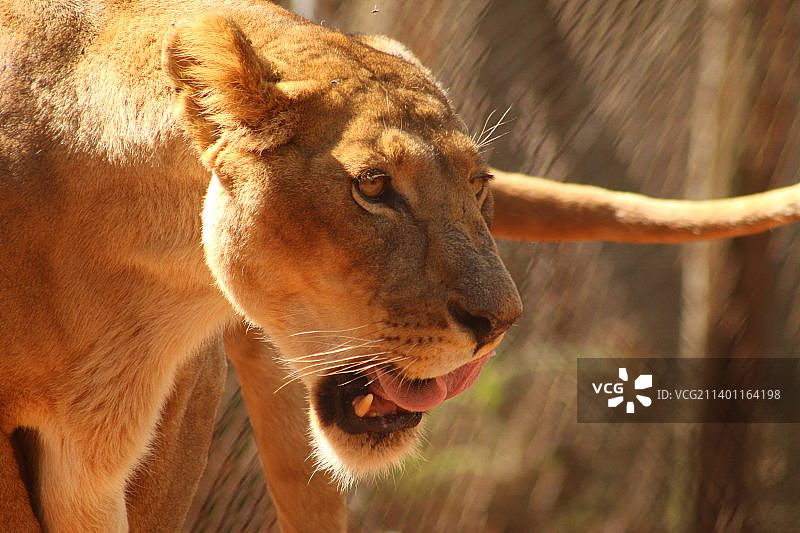 肯尼亚内罗毕雄狮侧面特写图片素材