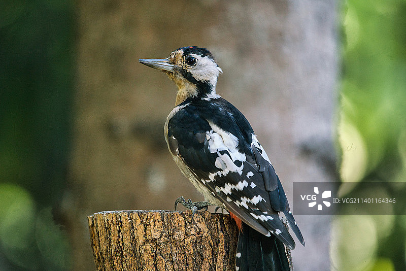 栖息在木桩上的笑翠鸟特写图片素材