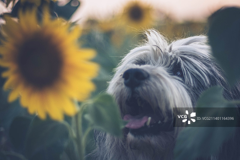 法国尚布雷鲜花植物旁的比熊犬特写图片素材