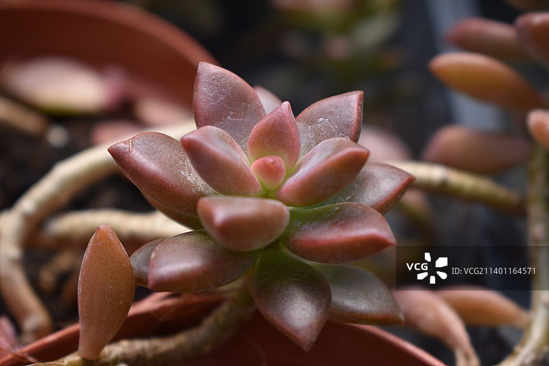 多肉植物的特写图片素材