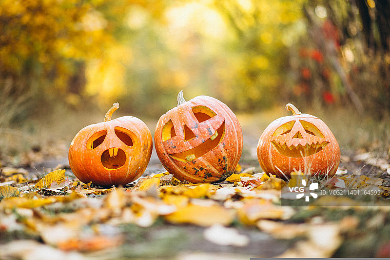 万圣节期间田野上的南瓜特写图片素材