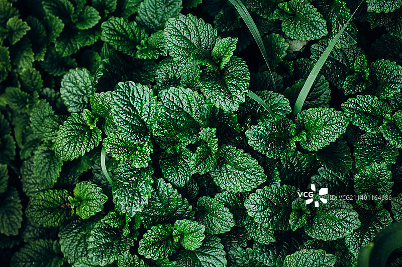 绿色薄荷植物生长背景图案图片素材
