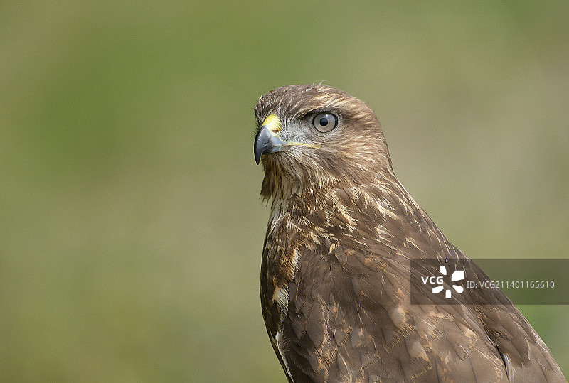 特写的鹰图片素材