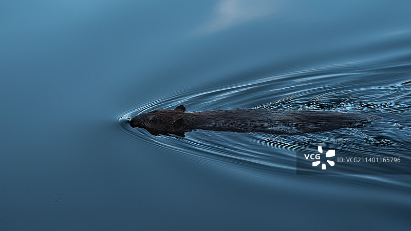 加拿史丹利公园海中游泳的鸟类高角度景观图片素材