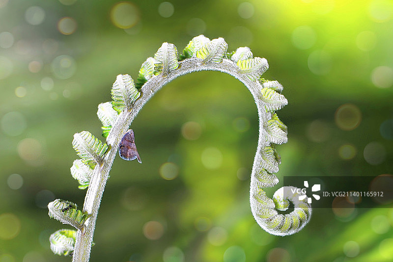 植物上的雪景特写图片素材