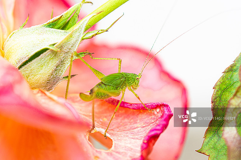花朵上的昆虫特写图片素材