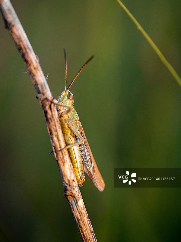 昆虫在植物上的特写图片素材