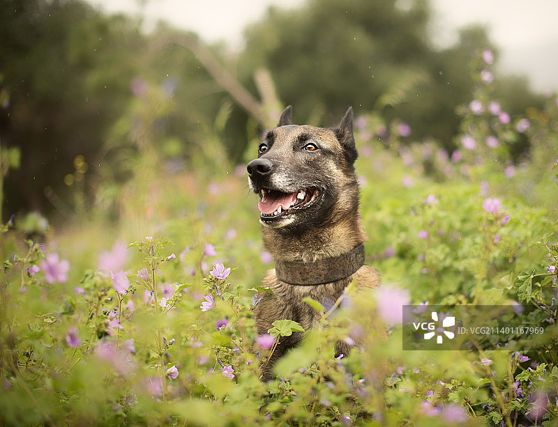 紫色花丛中的可爱比利时马里努阿犬图片素材