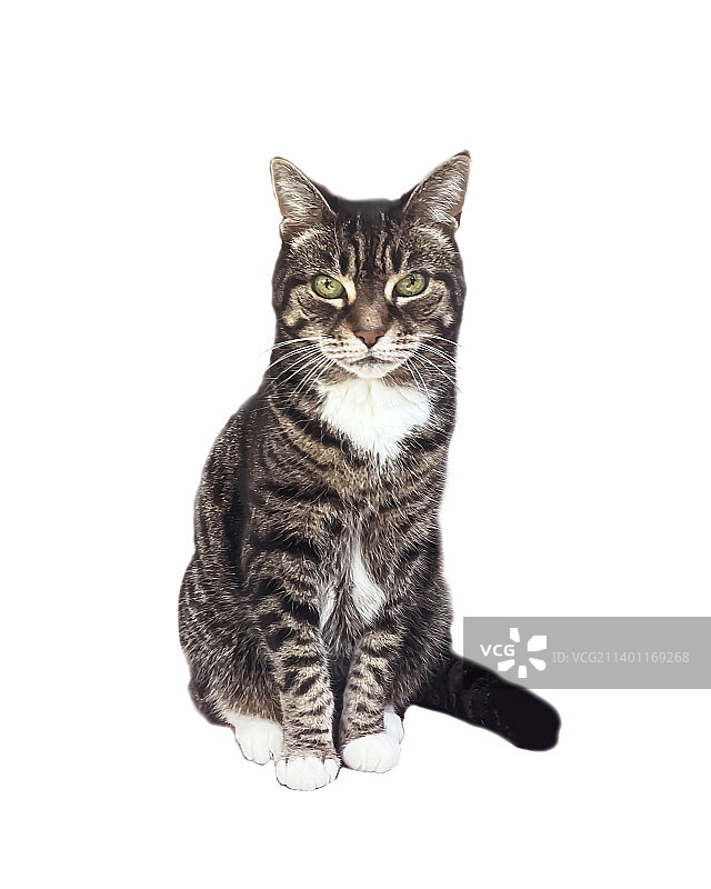 坐在白色背景前的猫的肖像图片素材