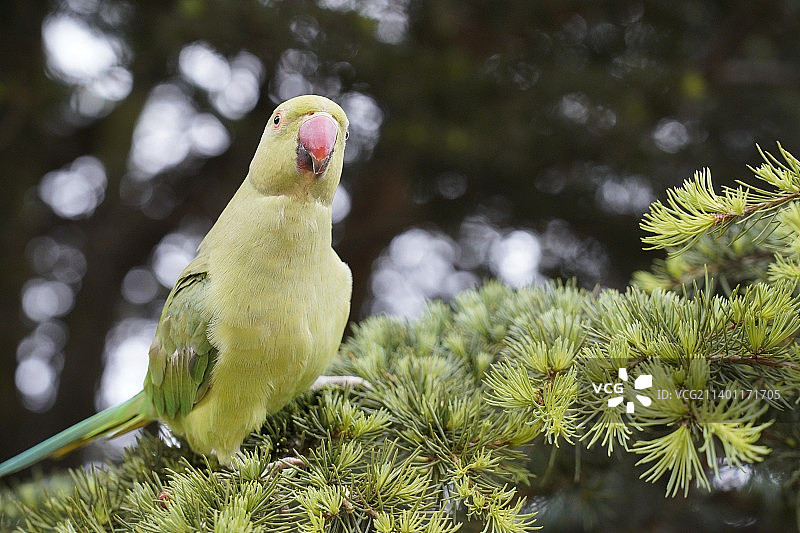 树上的鹦鹉图片素材