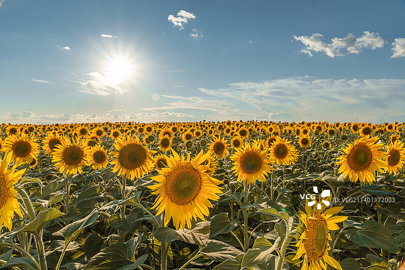 向日葵和植物油广告：向日葵田和草地图片素材