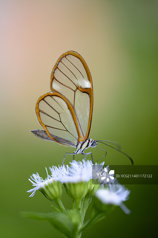 哥斯达黎加图片素材