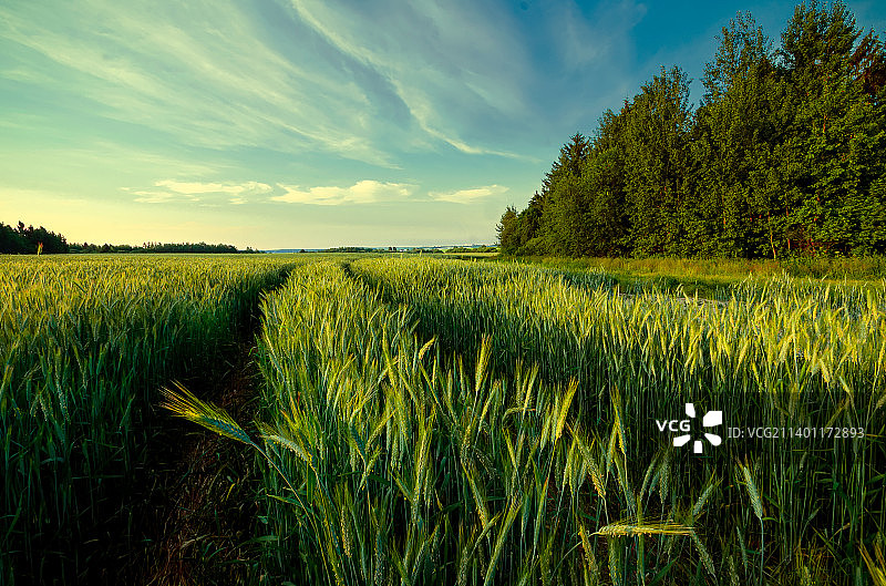 天空映衬下的农田风景图片素材