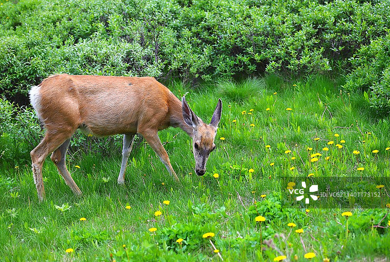 在田野里吃草的幼鹿图片素材
