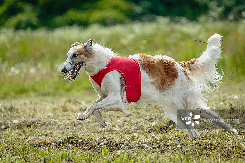 在爱沙尼亚赛场上，穿着红色衬衫的俄罗斯猎狼犬追逐猎物图片素材