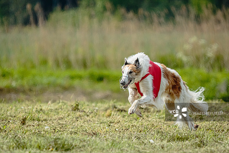 在爱沙尼亚赛场上，穿着红色衬衫的俄罗斯猎狼犬追逐猎物图片素材
