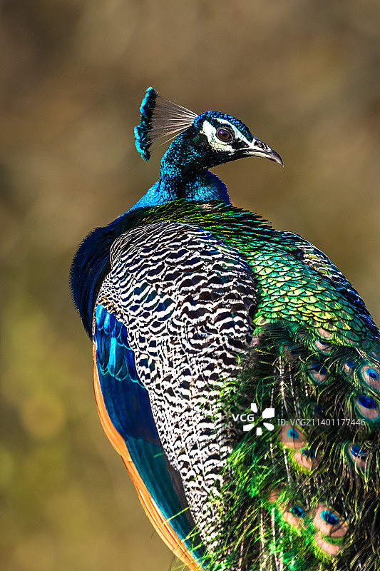 特写的孔雀图片素材