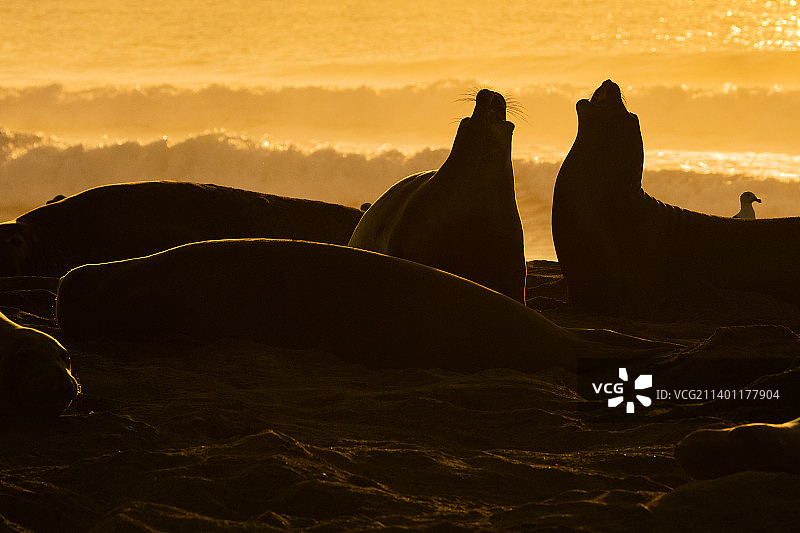 日落时分，加利福尼亚州白石海滩上的岩石剪影图片素材