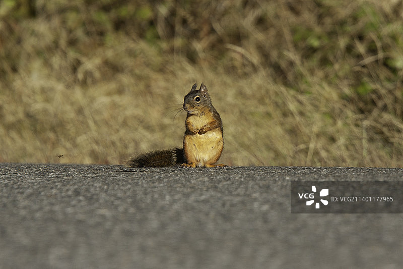 路上的美洲红松鼠特写图片素材