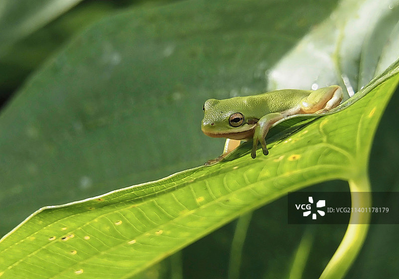 树上红色欧洲树叶特写，美国哥伦比亚特区华盛顿图片素材