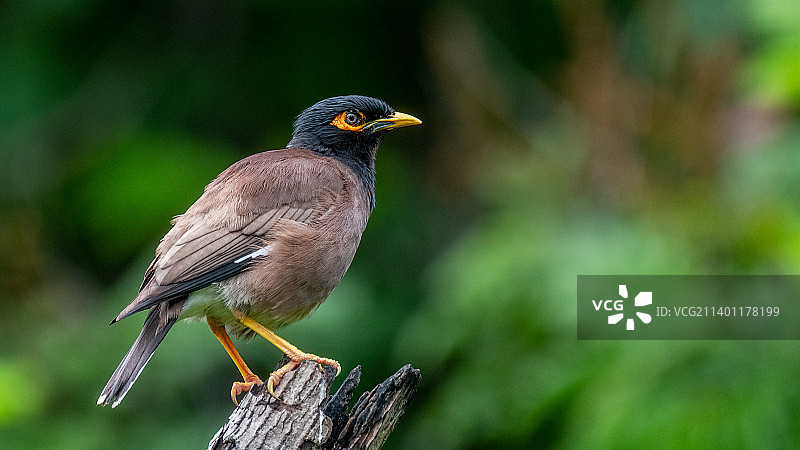 歌八哥栖息于木头的特写，印度古吉拉特邦艾哈迈达巴德图片素材
