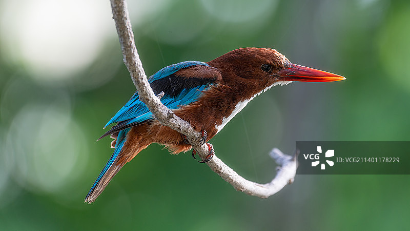 翠鸟栖息在树枝上的特写，印度古吉拉特邦艾哈迈达巴德图片素材