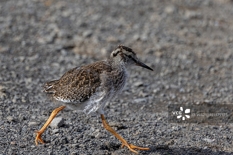 沙锥鸟地面特写图片素材