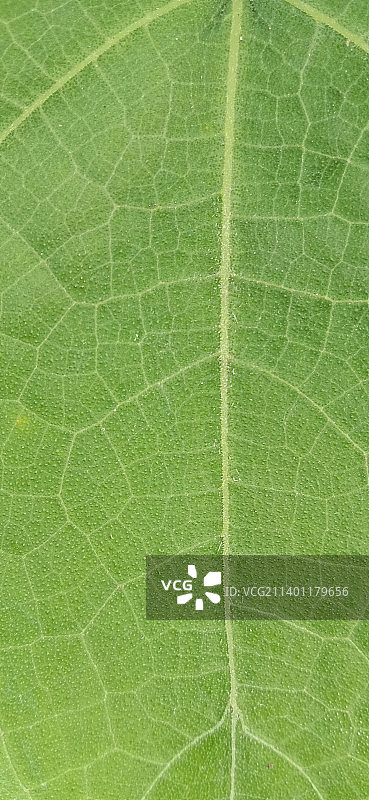 叶子特写镜头图片素材