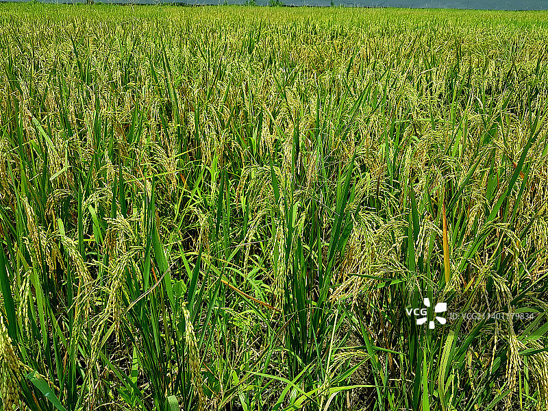 印度尼西亚东爪哇炎热天气下的稻米丰收景象图片素材