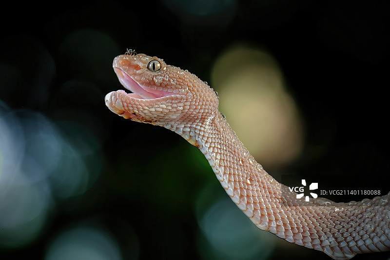 印度尼西亚西勿加泗的毒蛇特写图片素材