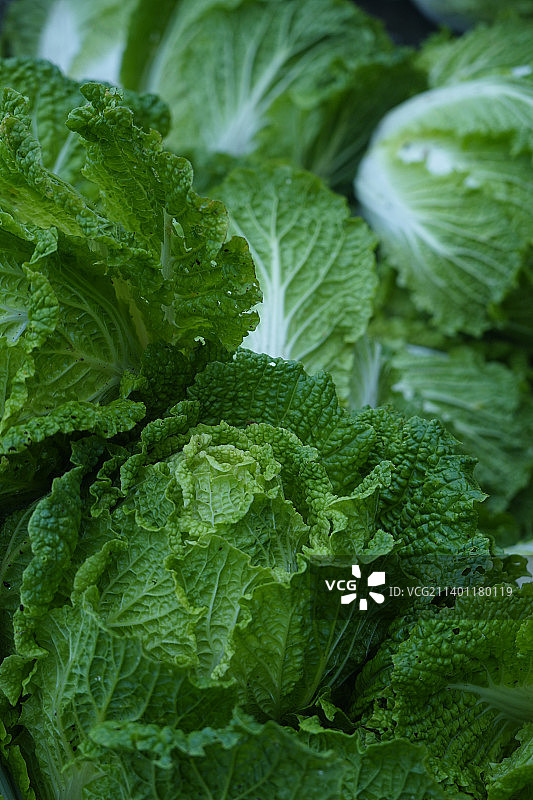 印度尼西亚淡满光新鲜绿色植物的完整画面图片素材